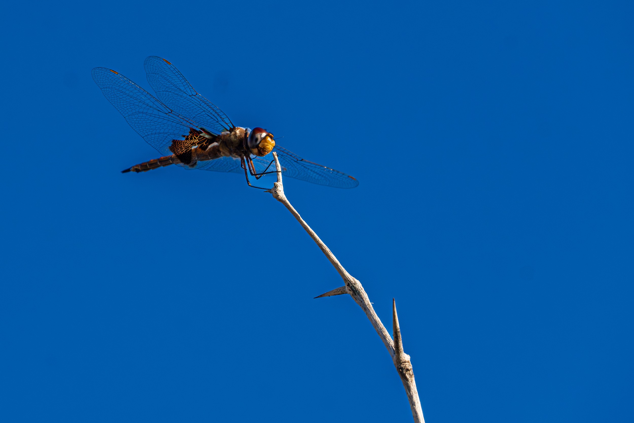 USA 2024 5 Sterne 55